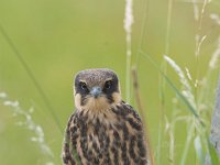 Falco subbuteo 10, Boomvalk, juvenile, Saxifraga-Martin Mollet