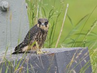 Falco subbuteo 13, Boomvalk, juvenile, Saxifraga-Martin Mollet