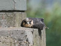 Falco subbuteo 20, Boomvalk, juvenile, Saxifraga-Martin Mollet