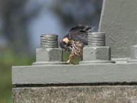 Falco subbuteo 27, Boomvalk, juvenile, Saxifraga-Martin Mollet