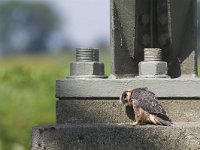 Falco subbuteo 30, Boomvalk, juvenile, Saxifraga-Martin Mollet