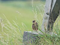 Falco subbuteo 34, Boomvalk, juvenile, Saxifraga-Martin Mollet