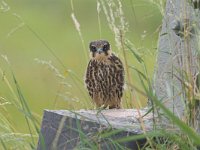 Falco subbuteo 35, Boomvalk, juvenile, Saxifraga-Martin Mollet