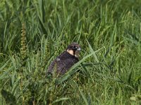 Falco subbuteo 39, Boomvalk, juvenile, Saxifraga-Martin Mollet