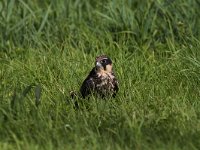 Falco subbuteo 40, Boomvalk, juvenile, Saxifraga-Martin Mollet