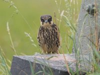 Falco subbuteo 7, Boomvalk, juvenile, Saxifraga-Martin Mollet