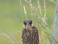 Falco subbuteo 8, Boomvalk, juvenile, Saxifraga-Martin Mollet