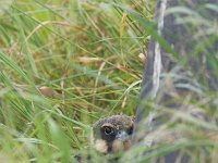 Falco subbuteo 9, Boomvalk, juvenile, Saxifraga-Martin Mollet