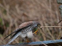 Falco tinnunculus 109,Torenvalk, Saxifraga-Luuk Vermeer