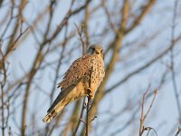 Falco tinnunculus 13, Torenvalk, male, Saxifraga-Martin Mollet