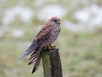 Falco tinnunculus 131,Torenvalk, Saxifraga-Luuk Vermeer