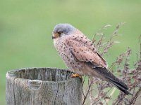 Falco tinnunculus 141,Torenvalk, Saxifraga-Luuk Vermeer