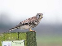 Falco tinnunculus 165,Torenvalk, Saxifraga-Luuk Vermeer