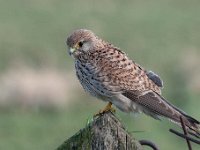 Falco tinnunculus 171,Torenvalk, Saxifraga-Luuk Vermeer