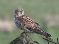 Falco tinnunculus 172,Torenvalk, Saxifraga-Luuk Vermeer