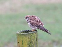 Falco tinnunculus 175,Torenvalk, Saxifraga-Luuk Vermeer