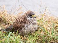 Falco tinnunculus 183,Torenvalk, Saxifraga-Luuk Vermeer