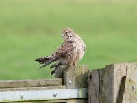 Falco tinnunculus 184Torenvalk, Saxifraga-Luuk Vermeer