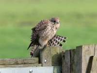 Falco tinnunculus 189,Torenvalk, Saxifraga-Luuk Vermeer