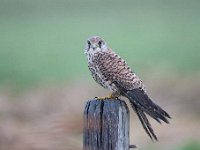 Falco tinnunculus 191,Torenvalk, Saxifraga-Luuk Vermeer