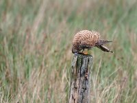 Falco tinnunculus 196, Torenvalk, Saxifraga-Hans Dekker