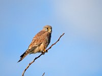 Falco tinnunculus 203, Torenvalk, Saxifraga-Hans Dekker