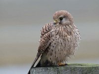 Falco tinnunculus 27,Torenvalk, Saxifraga-Luuk Vermeer