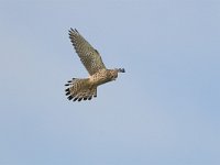 Falco tinnunculus 29, Torenvalk, adult female, Saxifraga-Martin Mollet