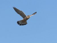 Falco tinnunculus 37, Torenvalk, adult male, Saxifraga-Martin Mollet