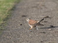 Falco tinnunculus 46, Torenvalk, Saxifraga-Martin Mollet