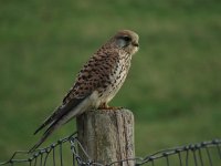 Falco tinnunculus 53, Torenvalk, Saxifraga-Henk Sierdsema