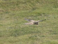 Falco tinnunculus 60, Torenvalk, Saxifraga-Willem van Kruijsbergen