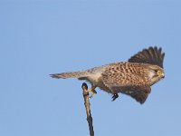 Falco tinnunculus 77, Torenvalk, Saxifraga-Martin Mollet