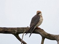 Falco vespertinus 27, Roodpootvalk, Saxifraga-Hans Dekker