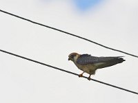 Falco vespertinus 35, Roodpootvalk, Saxifraga-Tom Heijnen