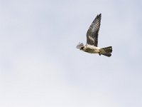 Falco vespertinus 6, Roodpootvalk, Saxifraga-Mark Zekhuis