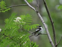 Ficedula hypoleuca 15, Bonte vliegenvanger, male, Saxifraga-Dirk Hilbers