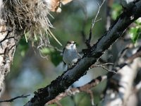 Ficedula hypoleuca 17, Bonte vliegenvanger, Saxifraga-Dirk Hilbers