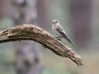 Ficedula hypoleuca 42, Bonte vliegenvanger, Saxifraga-Luuk Vermeer