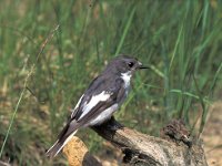 Ficedula hypoleuca 5, Bonte vliegenvanger, Saxifraga-Jan Nijendijk