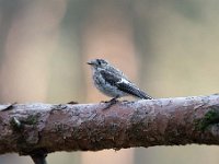 Ficedula hypoleuca 50, Bonte vliegenvanger, Saxifraga-Luuk Vermeer