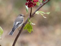 Ficedula hypoleuca 55, Bonte vliegenvanger, Saxifraga-Luuk Vermeer