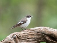 Ficedula hypoleuca 56, Bonte vliegenvanger, Saxifraga-Luuk Vermeer