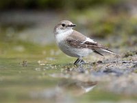 Ficedula hypoleuca 58, Bonte vliegenvanger, Saxifraga-Luuk Vermeer