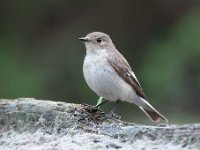 Ficedula hypoleuca 68, Bonte vliegenvanger, Saxifraga-Luuk Vermeer