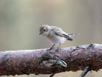 Ficedula hypoleuca 71, Bonte vliegenvanger, Saxifraga-Luuk Vermeer