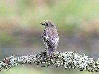 Ficedula hypoleuca 79, Bonte vliegenvanger, Saxifraga-Luuk Vermeer