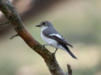 Ficedula hypoleuca 80, Bonte vliegenvanger, Saxifraga-Luuk Vermeer