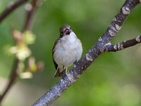 Ficedula hypoleuca 88, Bonte vliegenvanger, Saxifraga-Mark Zekhuis