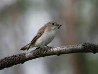 Ficedula hypoleuca 9, Bonte vliegenvanger, female, Saxifraga-Dirk Hilbers